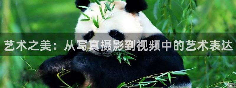 被窝里电影：艺术之美：从写真摄影到视频中的艺术表达